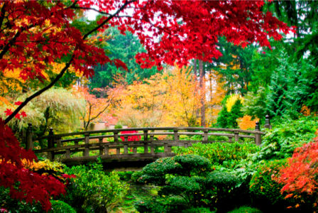 Фотообои красная листва мост лес (nature-00407)