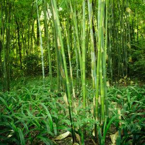 Фотообои бамбуковый лес (nature-00541)