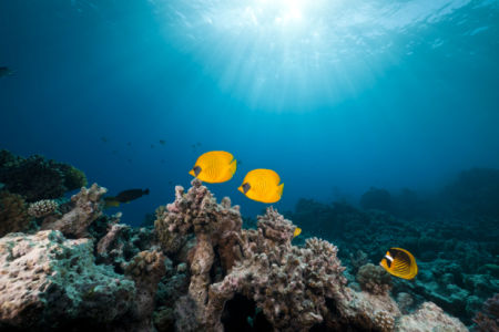 Фотообои кораллы желтые рыбки риф (underwater-world-00044)