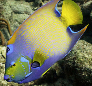 Фотообои для ванны желтая рыба (underwater-world-00139)