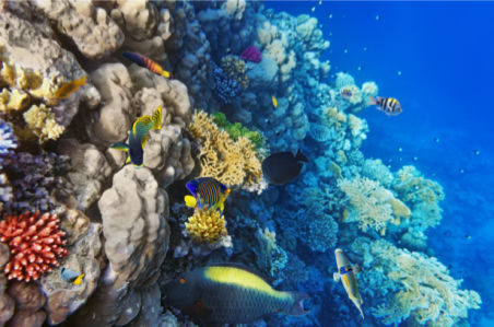 Фотообои ванной комнате кораллы (underwater-world-00144)