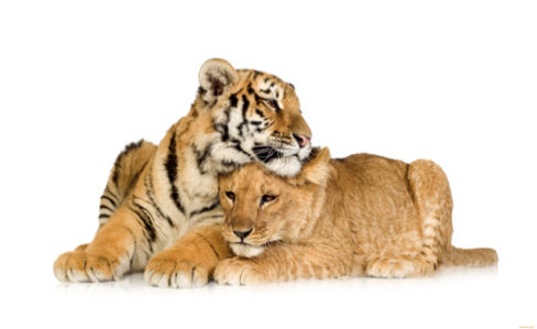 Фотообои львенок и тигренок (animals-0000124)