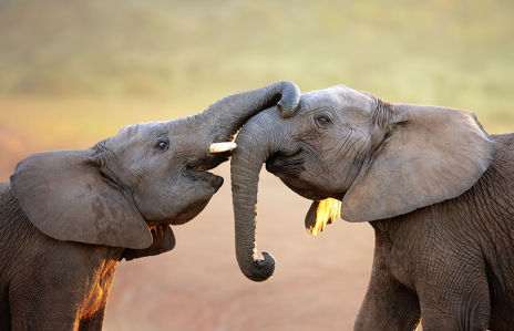 Фотообои Игры слонят (animals-554)