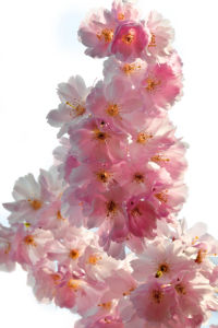 Цветущая ветка фотообои цветов на стену (flowers-0000008)