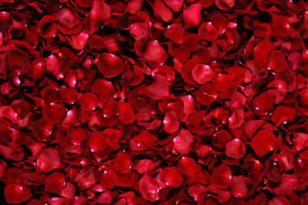 Обои фото Лепестки красных роз (flowers-0000126)