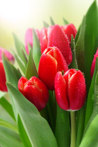 Фото обои для стен красные тюльпаны (flowers-0000595)