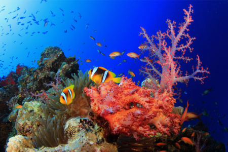 Кораллы, рыбки фотообои в ванную (underwater-world-00166)