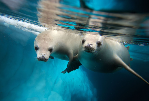 Фотообои Белые морские котики (underwater-world-00218)