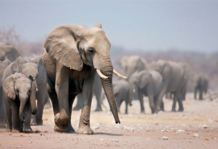 Фотообои слоны идут (animals-0000110)