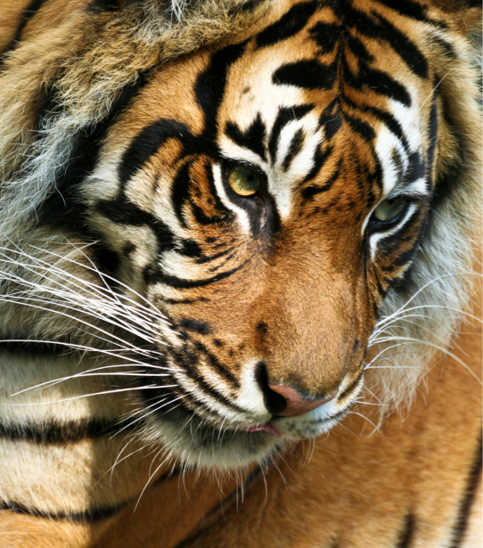 Фотообои Тигр портрет (animals-0000449)