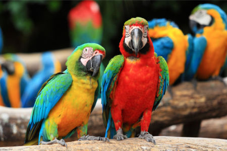 Фотообои разноцветные попугаи ара (animals-0000488)