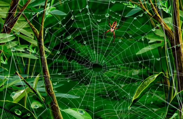 Фотообои сказочный лес и паук (fantasy-0000008)