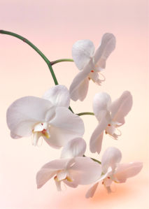 Ветка белой орхидеи обои на стену (flowers-0000266)