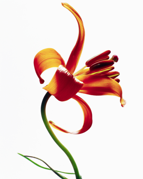 Фотообои на стену цветок - Красный тюльпан (flowers-0000360)