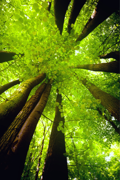 Фотообои весенний лес (nature-0000804)