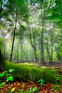Фотообои лес лучи света (nature-00443)