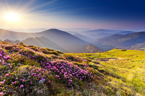 Фотообои Рододендроны на вершине горы (nature-886)