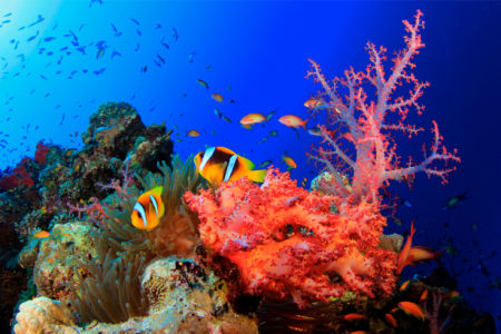 Фотообои ванная красные кораллы (underwater-world-00022)