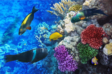 Фотообои для ванны кораллы и рыбки (underwater-world-00158)