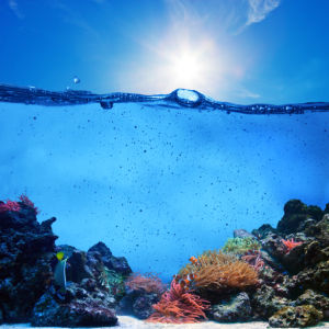 Фотообои для ванны кораллы в воде (underwater-world-00172)