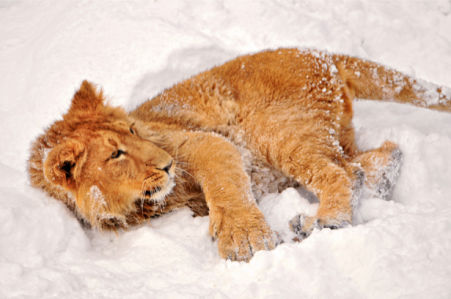 Фотообои на снегу лев львица (animals-0000058)