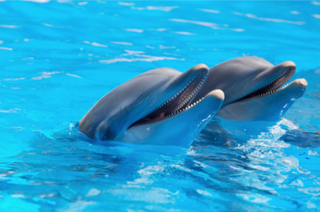 Фотообои дельфины разговор (animals-0000153)