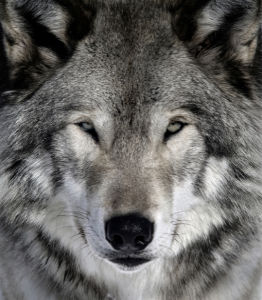 Фотообои хитрый волк (animals-0000224)
