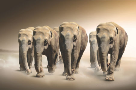 Фотообои слоны в песках (animals-0000296)
