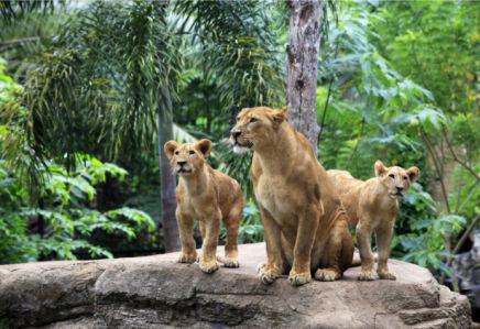 Фотообои лев, львята (animals-0000379)