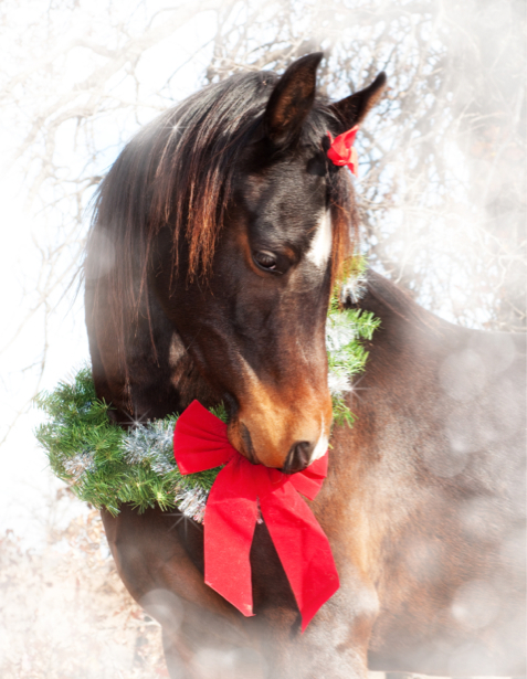 Фотообои лошадь на рождество (animals-0000386)