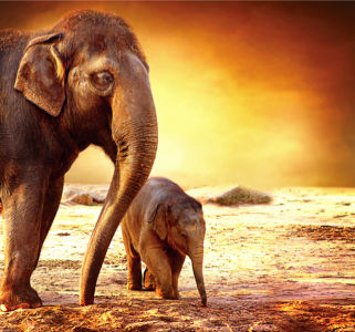 Фотообои Семья слонов фото (animals-0000432)