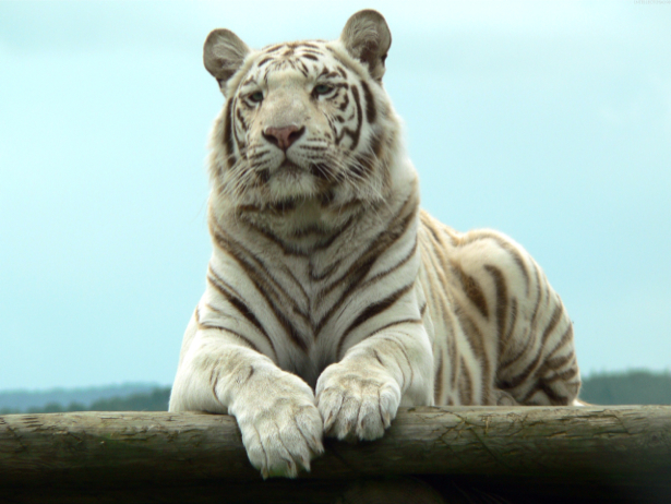 Фотообои Белый тигр (animals-0000468)