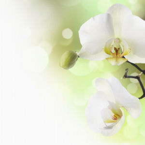 Белая орхидея фотообои цветов на стену (flowers-0000048)