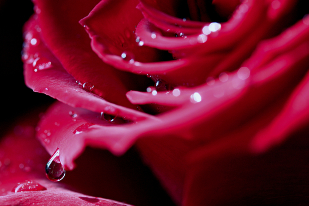 Алая, красная роза картины цветы фото (flowers-0000069)