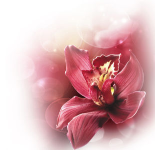 Фото обои на стену - Бордовая орхидея (flowers-0000384)