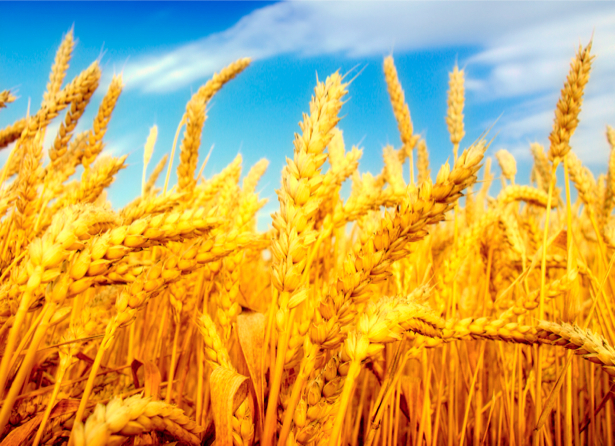 Фотообои с природой пшеничное поле (nature-00012)