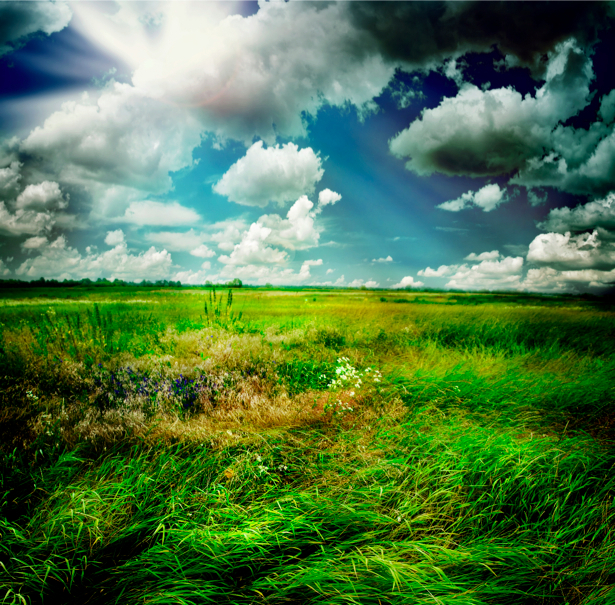 Фотообои поле ковыль облака (nature-00296)
