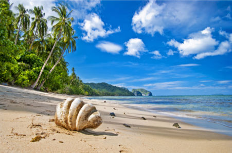 Фотообои море берег пальмы ракушка (sea-0000190)
