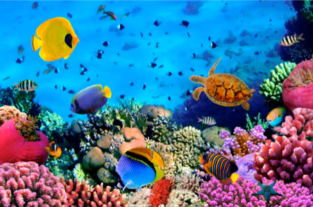 Фотообои 3д кораллы рыбки океан (underwater-world-00006)