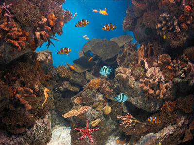 Фотообои кораллы рыбки море риф (underwater-world-00049)
