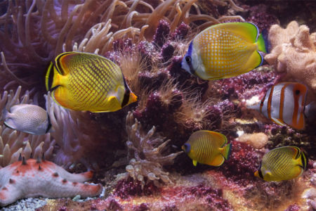 Обои для ванны кораллы, рыбки (underwater-world-00059)
