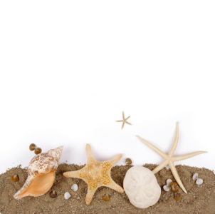 Фотообои - Морские ракушки и звезды (underwater-world-00074)