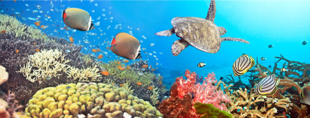 Фотообои морской подводный мир риф (underwater-world-00137)