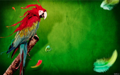 Фотообои попугай и перья (animals-0000048)