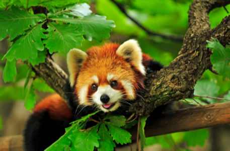 Фотообои красная панда (animals-0000061)