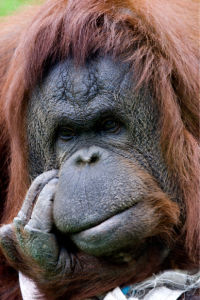 Фотообои обезьяна горилла (animals-0000101)