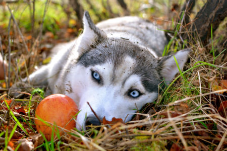 Фотообои собака Сибирская хаски (animals-0000236)