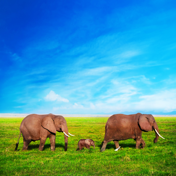 Фотообои Семья слонов (animals-0000436)