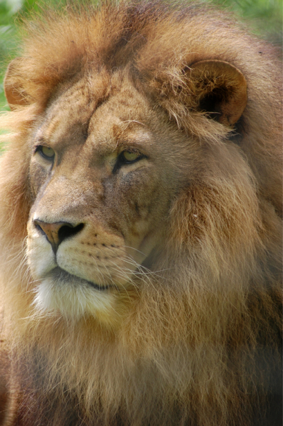 Фотообои фото Льва (animals-0000454)