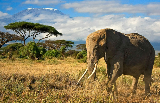 Фотообои Слон в природе (animals-541)